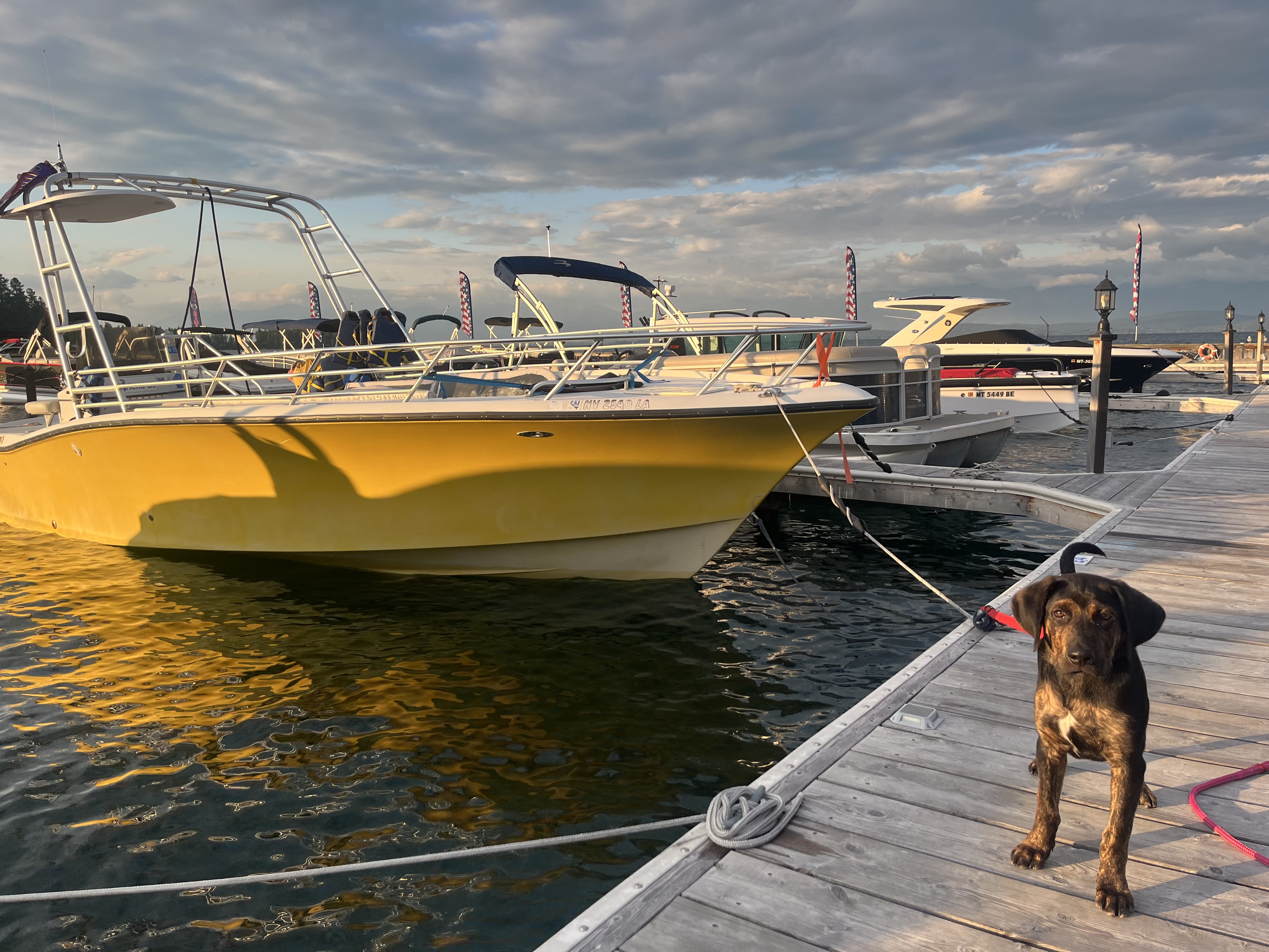 Leroy the dog mascot at the dock